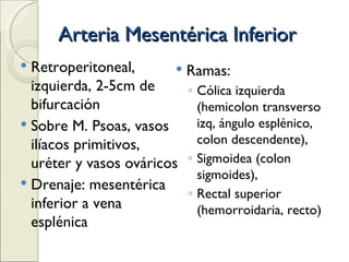 Arteria Mesentérica Inferior Retroperitoneal, izquierda, 2-5cm de bifurcación Sobre M. Psoas, vasos ilíacos primitivos, uréter y vasos ováricos Drenaje: mesentérica inferior a vena esplénica Ramas:  Cólica izquierda (hemicolon transverso izq, ángulo esplénico, colon descendente),  Sigmoidea (colon sigmoides),  Rectal superior (hemorroidaria, recto) 