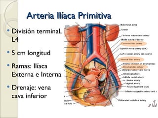 Arteria Ilíaca Primitiva División terminal, L4 5 cm longitud Ramas: Ilíaca Externa e Interna Drenaje: vena cava inferior 
