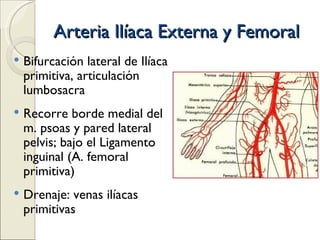 Arteria Ilíaca Externa y Femoral Bifurcación lateral de Ilíaca primitiva, articulación lumbosacra Recorre borde medial del m. psoas y pared lateral pelvis; bajo el Ligamento inguinal (A. femoral primitiva) Drenaje: venas ilíacas primitivas 