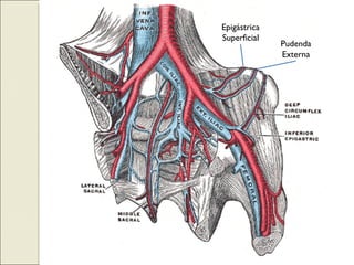 Epigástrica Superficial Pudenda Externa 
