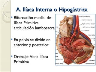 A. Ilíaca Interna o Hipogástrica Bifurcación medial de Ilíaca Primitiva, articulación lumbosacra En pelvis se divide en anterior y posterior Drenaje: Vena Ilíaca Primitiva 