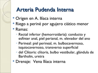 Arteria Pudenda Interna Origen en A. Ilíaca interna Riego a periné por agujero ciático menor Ramas:  Rectal inferior (hemorroidaria): conducto y esfínter anal, piel perianal, m. elevador del ano Perineal: piel perineal, m. bulbocavernoso, isquiocavernoso, transverso superficial del Clítoris: clítoris, bulbo vestibular, glándula de Bartholin, uretra Drenaje:  Vena Ilíaca interna 