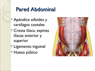 Pared Abdominal Apéndice xifoides y cartílagos costales Cresta ilíaca, espinas ilíacas anterior y superior Ligamento inguinal Hueso púbico 