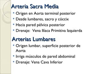 Arteria Sacra Media Origen en Aorta terminal posterior Desde lumbares, sacro y cóccix Hacia pared pélvica posterior Drenaje:  Vena Ilíaca Primitiva Izquierda Arterias Lumbares Origen lumbar, superficie posterior de Aorta Irriga músculos de pared abdominal Drenaje: Vena Cava Inferior 
