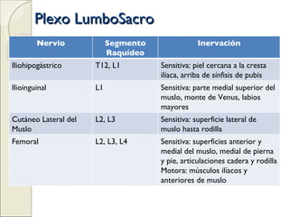 Plexo LumboSacro Nervio Segmento Raquídeo Inervación Iliohipogástrico T12, L1 Sensitiva: piel cercana a la cresta ilíaca, arriba de sínfisis de pubis Ilioinguinal L1 Sensitiva: parte medial superior del muslo, monte de Venus, labios mayores Cutáneo Lateral del Muslo L2, L3 Sensitiva: superficie lateral de muslo hasta rodilla Femoral L2, L3, L4 Sensitiva: superficies anterior y medial del muslo, medial de pierna y pie, articulaciones cadera y rodilla Motora: músculos ilíacos y anteriores de muslo 