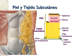 Piel y Tejido Subcutáneo Piel Tejido subcutáneo Fascia de revestimiento Epidermis Dermis Panículo adiposo Capa membranosa Tejido conectivo laxo Capa papilar Capa reticular 