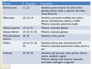 Nervio S.  Raquídeo Inervación Genitocrural L1, L2 Sensitiva: parte anterior de vulva (rama genital), partes media y superior de muslo (rama femoral) Obturador L2, L3, L4 Sensitiva: porciones mediales de muslo y pierna, articulaciones cadera y rodilla Motora: músculos aductores muslo Glúteo Superior L4, L5, S1 Motora: músculos glúteos Glúteo Inferior L4, L5, S1, S2 Motora: músculos glúteos Músculocutáneo Interno S2, S3 Sensitiva: vulva, periné Ciático L4, L5, S1, S2, S3 Sensitiva: pierna, pie, articulaciones MI Motora: músculos posteriores muslo, pierna y pie Pudendo S2, S3, S4 Sensitiva: piel perianal, vulva, periné, clítoris, uretra, vestíbulo vaginal Motora: esfínter anal externo, músculos perineales, diafragma urogenital 