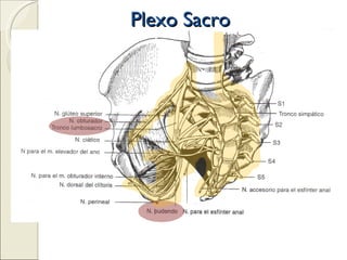 Plexo Sacro 