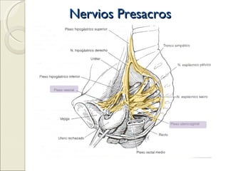 Nervios Presacros 