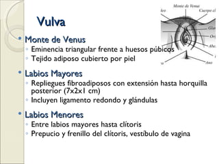 Vulva Monte de Venus Eminencia triangular frente a huesos púbicos Tejido adiposo cubierto por piel Labios Mayores Repliegues fibroadiposos con extensión hasta horquilla posterior (7x2x1 cm) Incluyen ligamento redondo y glándulas Labios Menores Entre labios mayores hasta clítoris Prepucio y frenillo del clítoris, vestíbulo de vagina 