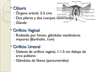 Clítoris Órgano eréctil, 2-3 cms Dos pilares y dos cuerpos cavernosos Glande Orificio Vaginal Rodeado por himen, glándulas vestibulares mayores (Bartholin, 1cm) Orificio Uretral Delante de orificio vaginal, 1-1.5 cm debajo de arco pubiano Glándulas de Skene (parauretrales) 
