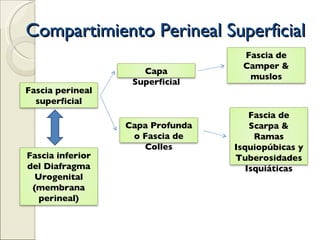 Compartimiento Perineal Superficial Fascia perineal superficial Fascia inferior del Diafragma Urogenital (membrana perineal) Capa Profunda o Fascia de Colles Capa Superficial Fascia de Scarpa & Ramas Isquiopúbicas y Tuberosidades Isquiáticas Fascia de Camper & muslos 