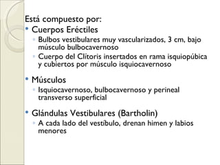 Está compuesto por: Cuerpos Eréctiles Bulbos vestibulares muy vascularizados, 3 cm, bajo músculo bulbocavernoso Cuerpo del Clítoris insertados en rama isquiopúbica y cubiertos por músculo isquiocavernoso Músculos Isquiocavernoso, bulbocavernoso y perineal transverso superficial Glándulas Vestibulares (Bartholin) A cada lado del vestíbulo, drenan himen y labios menores 