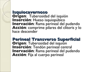 Isquiocavernoso   Origen :  Tuberosidad del isquión Inserción : Hueso isquiopúbico Inervación : Rama perineal del pudendo Acción : comprime pilares del clítoris y lo hace descender Perineal Transverso Superficial Origen : Tuberosidad del isquión Inserción : Tendón perineal central Inervación : Rama perineal del pudendo Acción : Fija al cuerpo perineal 