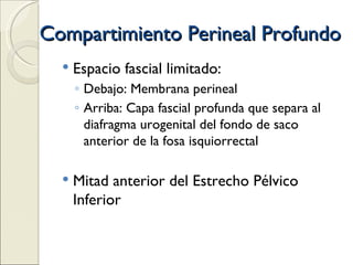 Compartimiento Perineal Profundo Espacio fascial limitado: Debajo: Membrana perineal Arriba: Capa fascial profunda que separa al diafragma urogenital del fondo de saco anterior de la fosa isquiorrectal Mitad anterior del Estrecho Pélvico Inferior 