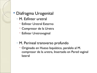 Diafragma Urogenital M. Esfínter uretral  Esfínter Uretral Externo Compresor de la Uretra Esfínter Uretrovaginal M. Perineal transverso profundo Originado en Hueso Isquiático, paralelo al M. compresor de la uretra, Insertado en Pared vaginal lateral 