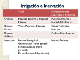 Irrigación e Inervación Vulva Compartimiento Superficial y Profundo Arterias Pudenda Externa y Pudenda Interna Pudenda Interna y Dorsal del Clítoris Drenaje Venoso Venas Pudendas Internas Venas Pudendas Internas Drenaje Linfático Cadena Ilíaca Interna Inervación Nervio Ilioinguinal, Genitocrural (rama genital)  Femorocutáneo (rama perineal) Perineal (rama del pudendo) Nervio Perineal 
