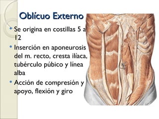 Oblícuo Externo  Se origina en costillas 5 a 12 Inserción en aponeurosis del m. recto, cresta ilíaca, tubérculo púbico y línea alba Acción de compresión y apoyo, flexión y giro  