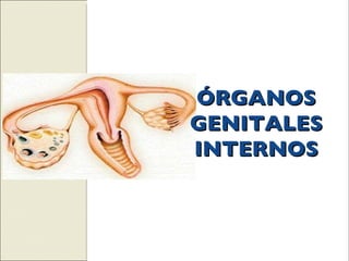 ÓRGANOS GENITALES INTERNOS 