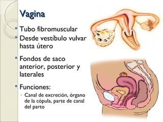Vagina Tubo fibromuscular  Desde vestíbulo vulvar hasta útero Fondos de saco anterior, posterior y laterales Funciones: Canal de excreción, órgano de la cópula, parte de canal del parto 