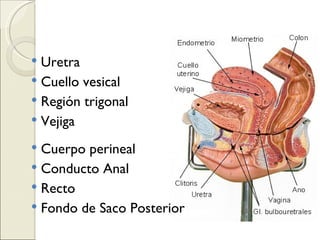 Uretra Cuello vesical Región trigonal Vejiga Cuerpo perineal Conducto Anal Recto Fondo de Saco Posterior 
