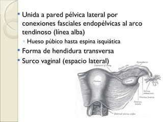 Unida a pared pélvica lateral por conexiones fasciales endopélvicas al arco tendinoso (línea alba) Hueso púbico hasta espina isquiática Forma de hendidura transversa Surco vaginal (espacio lateral) 