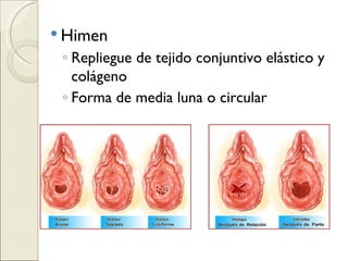 Himen Repliegue de tejido conjuntivo elástico y colágeno Forma de media luna o circular 