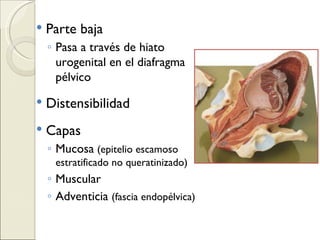 Parte baja Pasa a través de hiato urogenital en el diafragma pélvico Distensibilidad Capas Mucosa   (epitelio escamoso estratificado no queratinizado) Muscular  Adventicia  (fascia endopélvica) 