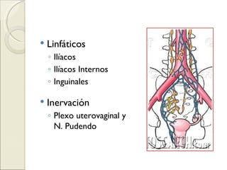 Linfáticos Ilíacos Ilíacos Internos Inguinales Inervación Plexo uterovaginal y N. Pudendo  