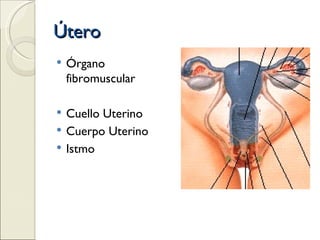 Útero Órgano fibromuscular Cuello Uterino Cuerpo Uterino Istmo 