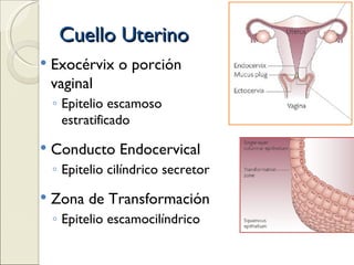 Cuello Uterino Exocérvix o porción vaginal Epitelio escamoso estratificado Conducto Endocervical Epitelio cilíndrico secretor Zona de Transformación Epitelio escamocilíndrico 