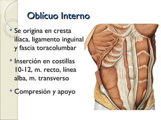 Oblícuo Interno Se origina en cresta ilíaca, ligamento inguinal y fascia toracolumbar Inserción en costillas 10-12, m. recto, línea alba , m. transverso Compresión y apoyo 