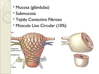 Mucosa (glándulas) Submucosa Tejido Conectivo Fibroso  Músculo Liso Circular (10%) 