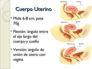 Cuerpo Uterino Mide 6-8 cm, pesa 70g Flexión: ángulo entre el eje largo del cuerpo y cuello Versión: ángulo de unión de útero con vagina 