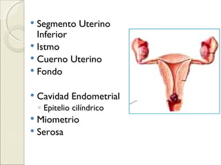Segmento Uterino Inferior Istmo Cuerno Uterino Fondo Cavidad Endometrial Epitelio cilíndrico Miometrio Serosa 