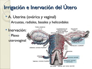 Irrigación e Inervación del Útero A. Uterina (ovárica y vaginal) Arcuatas, radiales, basales y helicoidales Inervación:  Plexo  uterovaginal 
