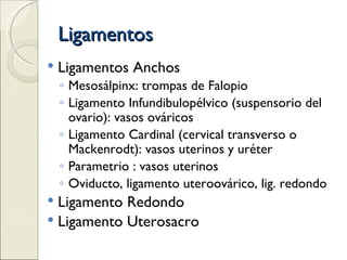 Ligamentos Ligamentos Anchos Mesosálpinx: trompas de Falopio Ligamento Infundibulopélvico (suspensorio del ovario): vasos ováricos Ligamento Cardinal (cervical transverso o Mackenrodt): vasos uterinos y uréter Parametrio : vasos uterinos Oviducto, ligamento uteroovárico, lig. redondo Ligamento Redondo Ligamento Uterosacro 