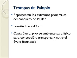 Trompas de Falopio Representan los extremos proximales del conducto de Müller Longitud de 7-12 cm Capta óvulo, provee ambiente para físico para concepción, transporta y nutre el óvulo fecundado 