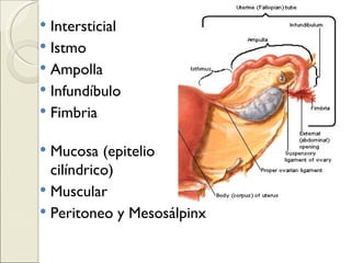 Intersticial Istmo Ampolla Infundíbulo Fimbria Mucosa (epitelio cilíndrico) Muscular Peritoneo y Mesosálpinx 