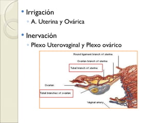 Irrigación A. Uterina y Ovárica Inervación Plexo Uterovaginal y Plexo ovárico 