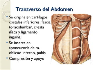 Transverso del Abdomen Se origina en cartílagos costales inferiores, fascia toracolumbar, cresta ilíaca y ligamento inguinal Se inserta en aponeuroris de m. oblícuo interno, pubis Compresión y apoyo 