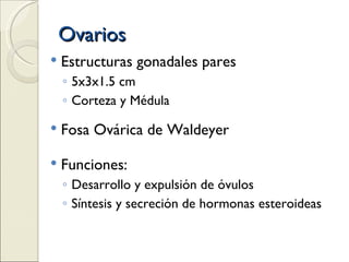 Ovarios Estructuras gonadales pares 5x3x1.5 cm Corteza y Médula Fosa Ovárica de Waldeyer Funciones:  Desarrollo y expulsión de óvulos Síntesis y secreción de hormonas esteroideas 