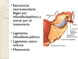 Estructuras neurovasculares llegan por infundibulopélvico y entran por el mesoovario Ligamento infundibulo-pélvico Ligamento utero-ovárico Mesoovario 