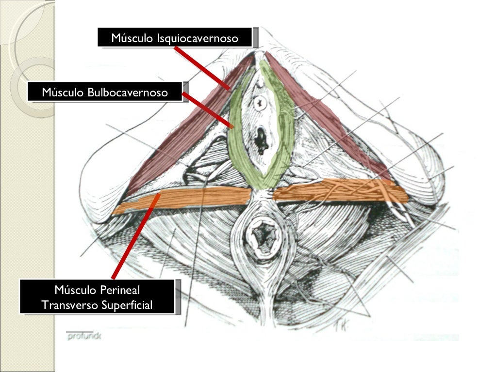 Anatomía Ginecológica