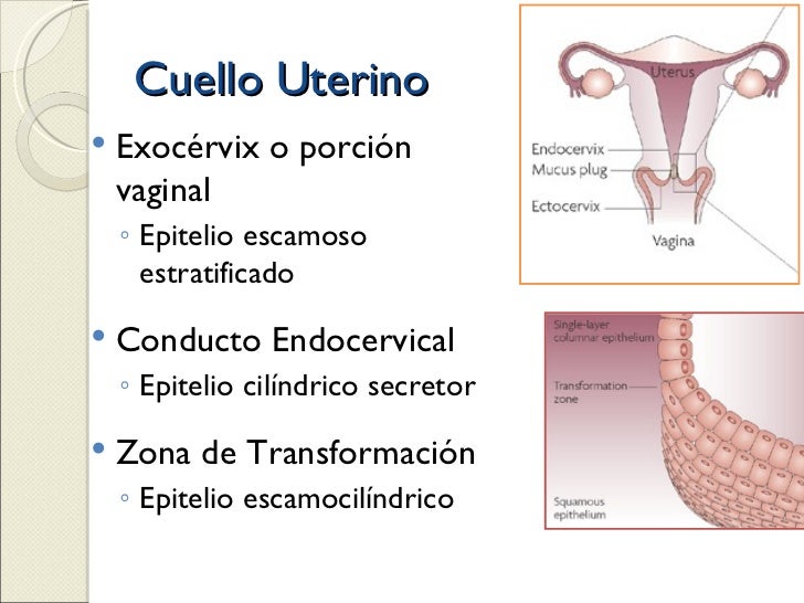 Anatomía Ginecológica