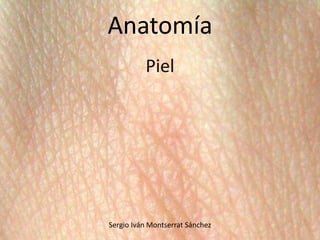 Anatomía
Piel
Sergio Iván Montserrat Sánchez
 