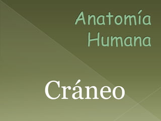 AnatomíaHumana Cráneo 