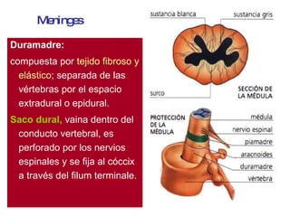 Duramadre:   compuesta por  tejido fibroso y elástico ; separada de las vértebras por el espacio extradural o epidural.  Saco dural,  vaina dentro del conducto vertebral, es perforado por los nervios espinales y se fija al cóccix a través del filum terminale. Meninges 