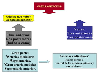 Una  anterior Dos posteriores (bulbo a cono) VASCULARIZACION- Venas: Tres anteriores Tres posteriores Gran parte: Arterias medulares Segmentarias. Gran arteria medular Segmentaria anterior. Arterias que nutren La porción superior Arterias radiculares:   Raíces dorsal y  ventral de los nervios espinales y sus cubiertas.  