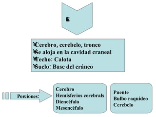 Encéfalo Cerebro,  cerebelo ,  tronco   Se aloja en la cavidad craneal Techo: Calota Suelo: Base del  cráneo  Porciones : Cerebro Hemisferios  cerebrals Diencéfalo  Mesencéfalo  Puente  Bulbo  raquídeo  Cerebelo  